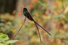 Jamaican_Doctor_Bird_Red-billed_streamertail_Trochilus_polytmus_adult_male_2